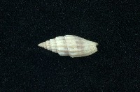 藏品(蛹筆螺)的圖片